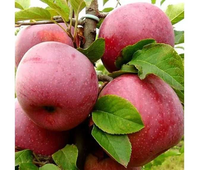 Саджанці яблунь різного сорту, з розвиненою кореневою. Опт та Роздріб.