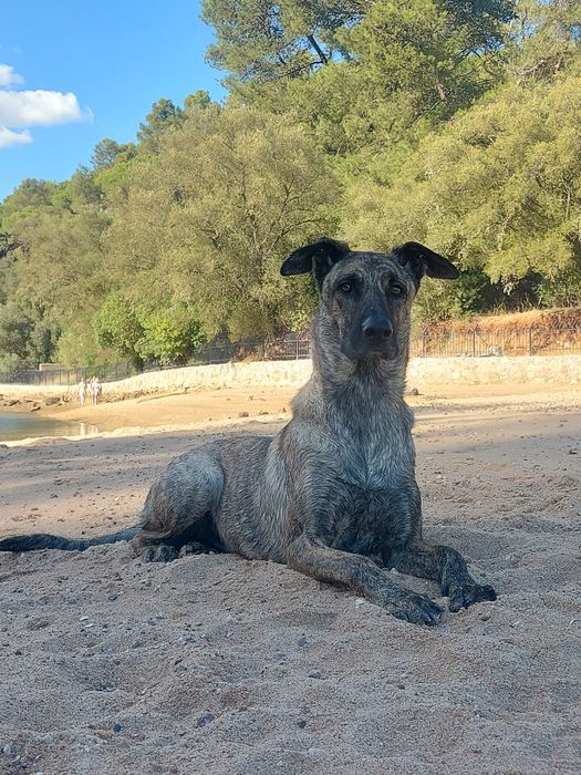 Estadia Familiar Cães