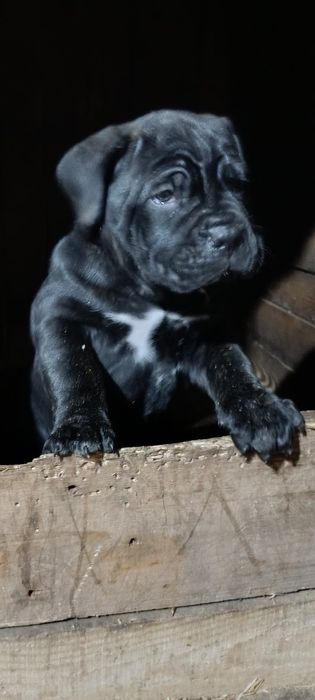 Цуцинята Кане-Корсо