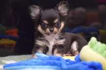 Chihuahua długowłosa malutka suczka