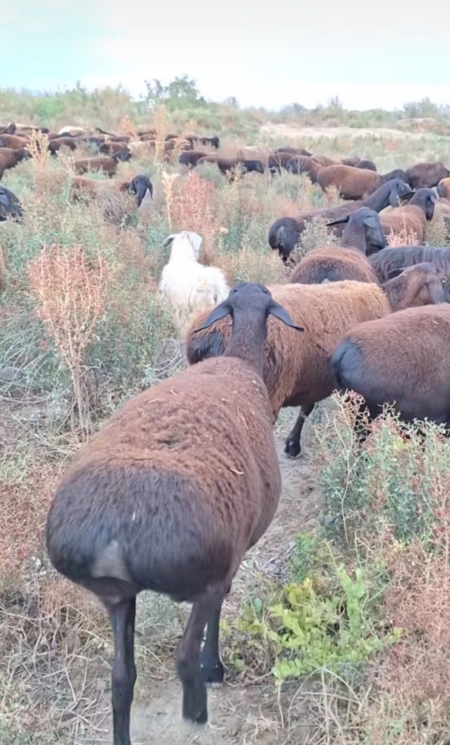 Курдючные овцематки