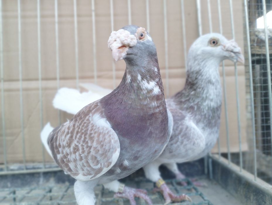 Gołębie Staropolskie