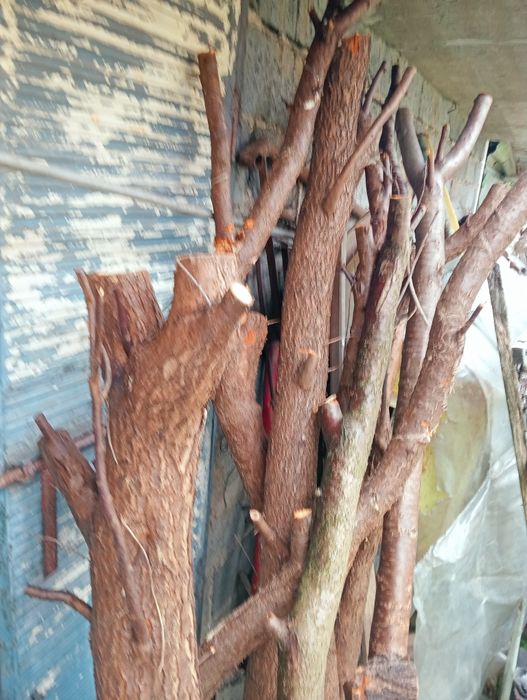 Śliwa drzewo do wędzenia, do wędzarni.