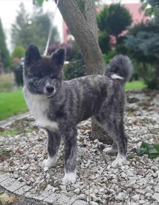 Akita Inu  FCI/ ZKwP chłopiec Kiro piękne srebrzyste umaszczenie