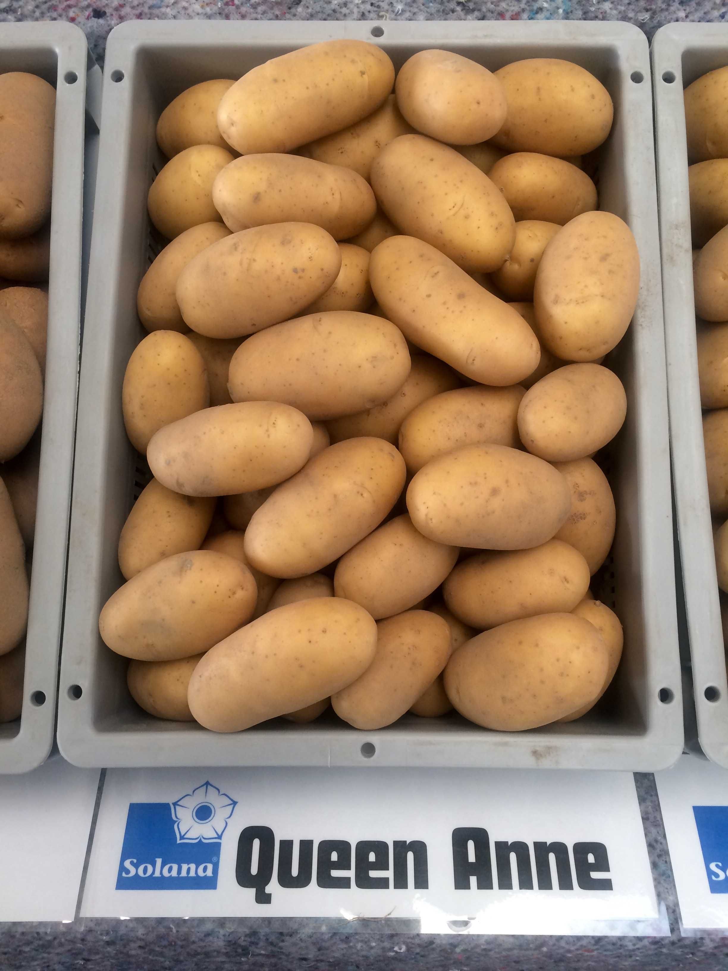 Продам насіннєву картоплю Прада