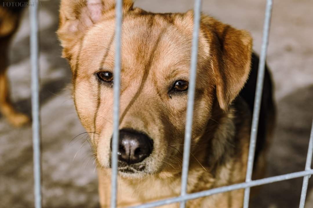 Słodziutki Cheetos szuka chaty! Pies do adopcji