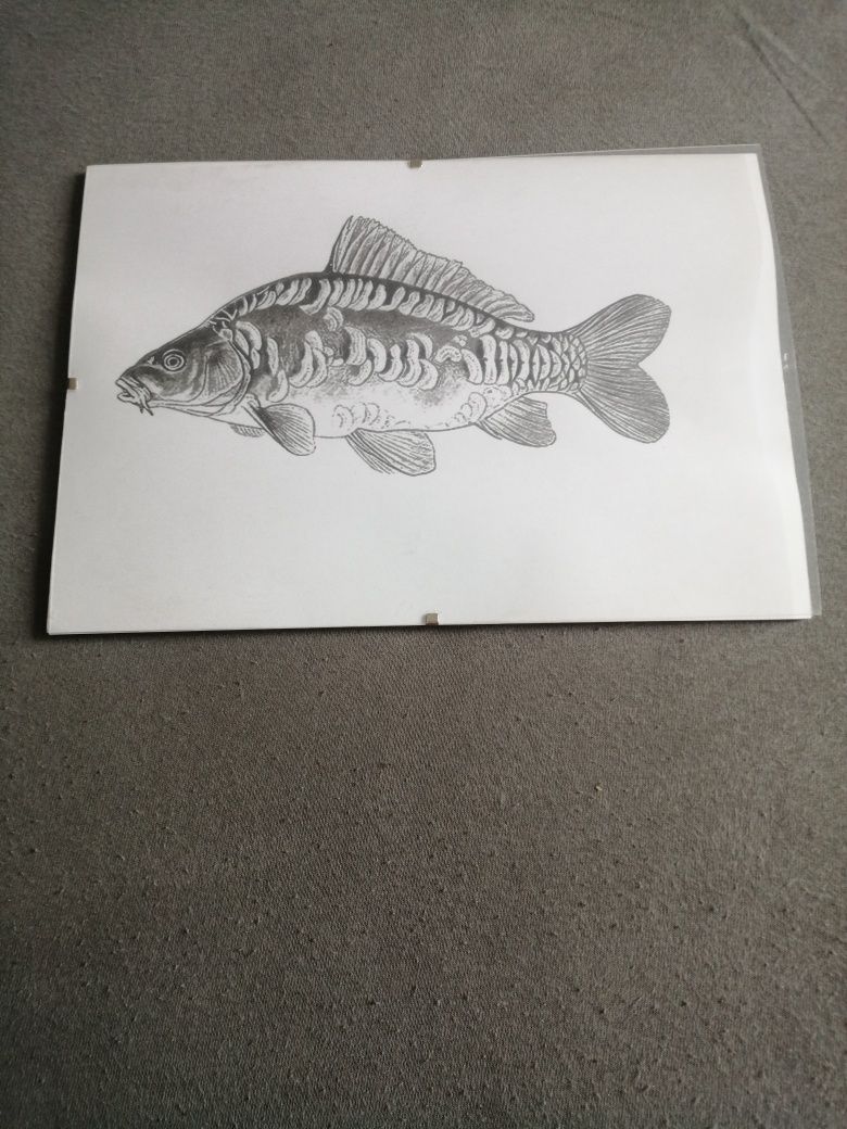 Sprzedam rysunki ryb