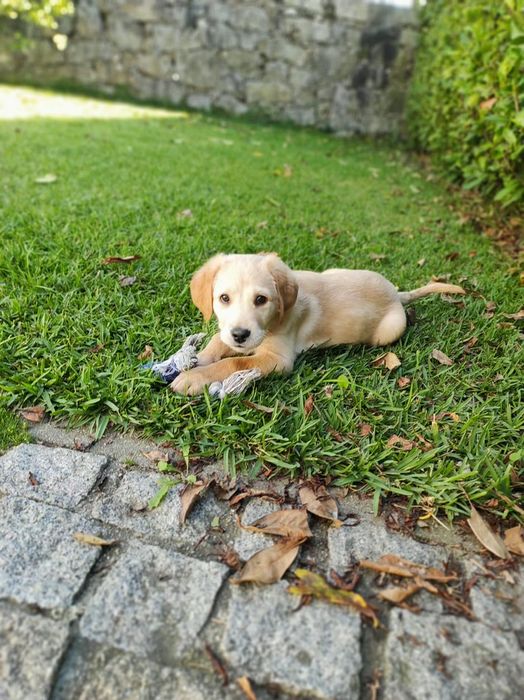 Para adoção Labrador zona de Vale de Cambra