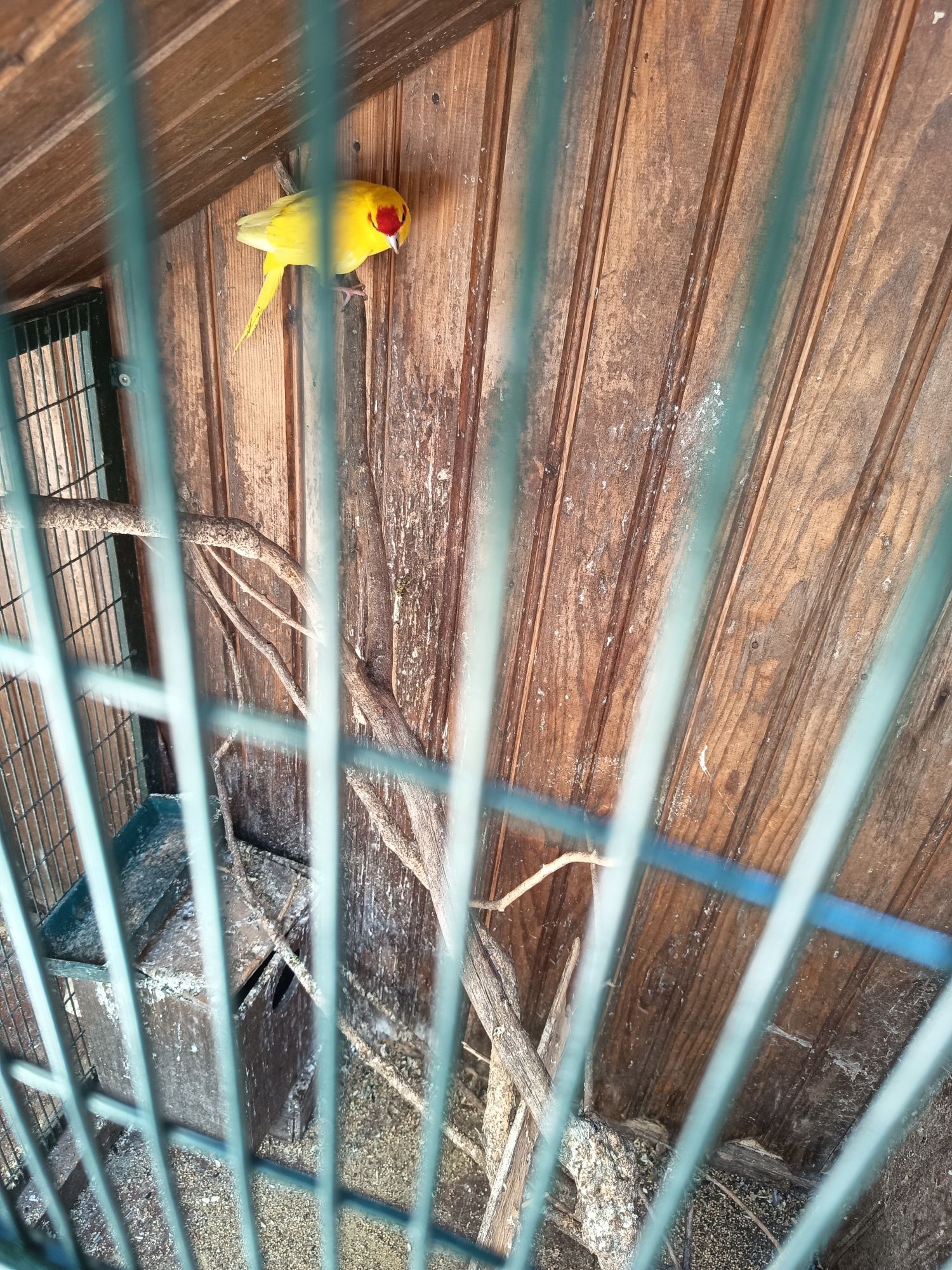 Kakariki macho amarelo