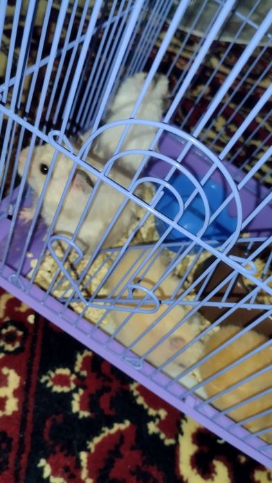 Продам Хомяков королевские