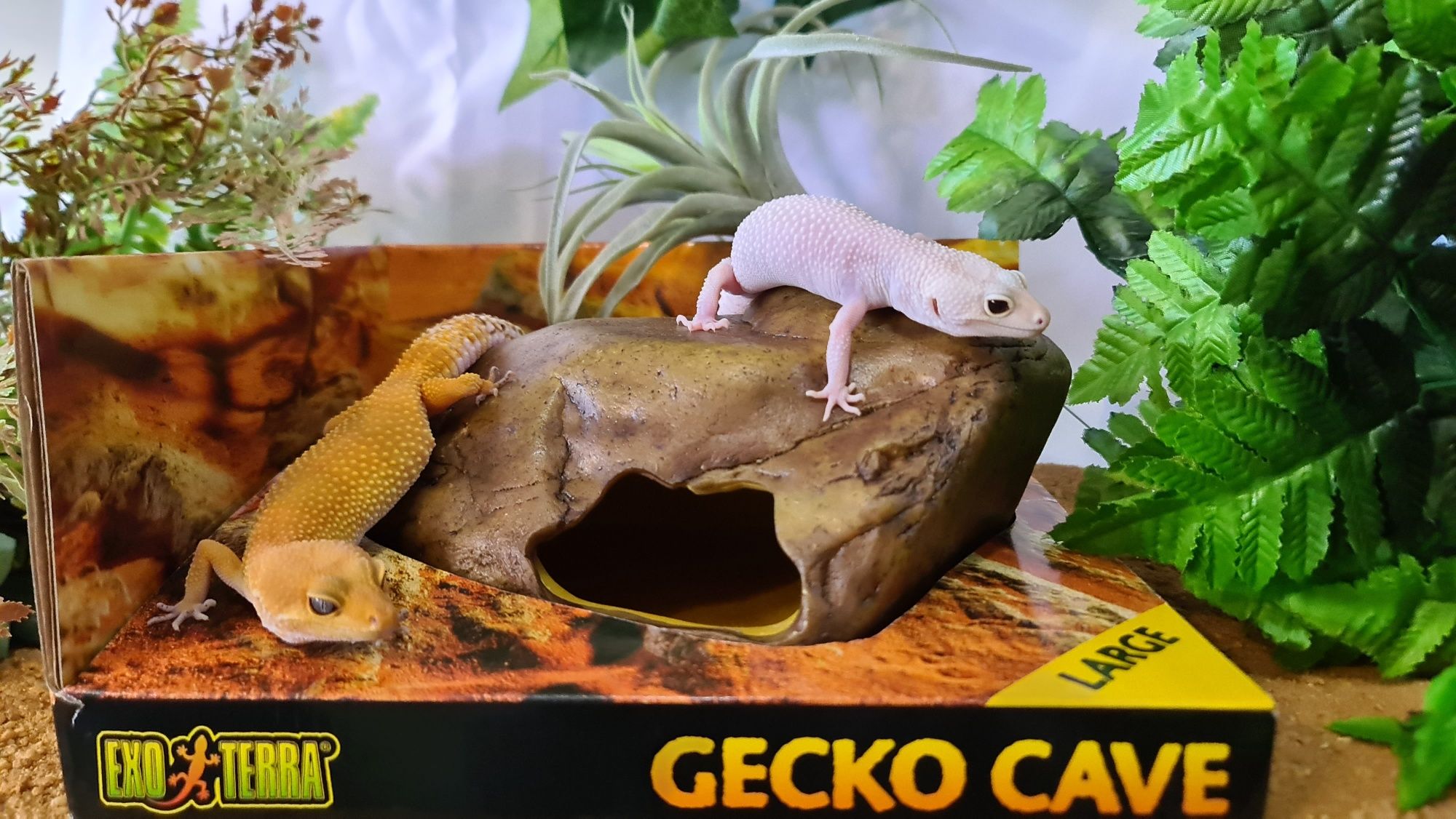 Decoração de Terrario para geckos leopardo