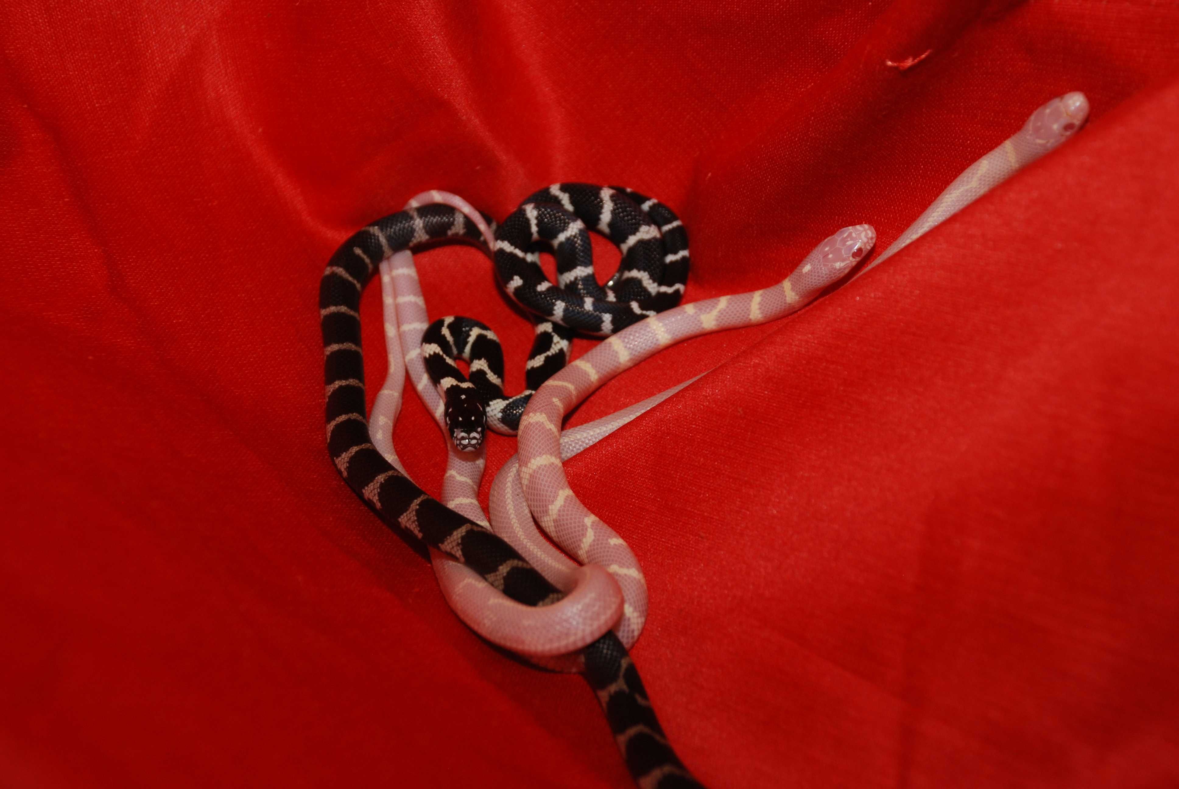 Калифорнийские змейки разные окрасы - королевская змея
