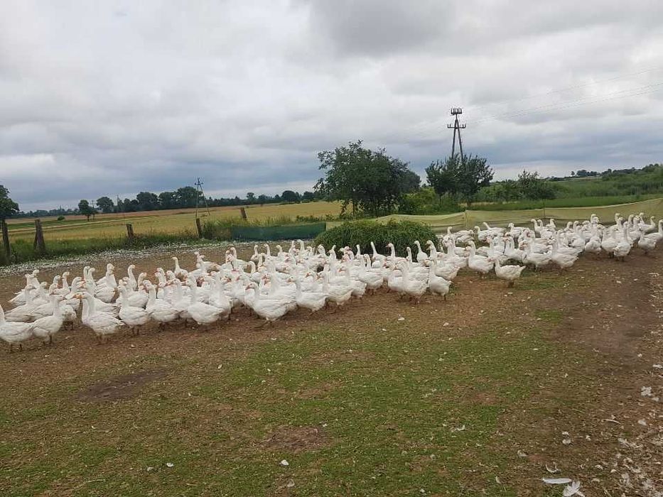 Tuszka gęsi białej kołudzkiej