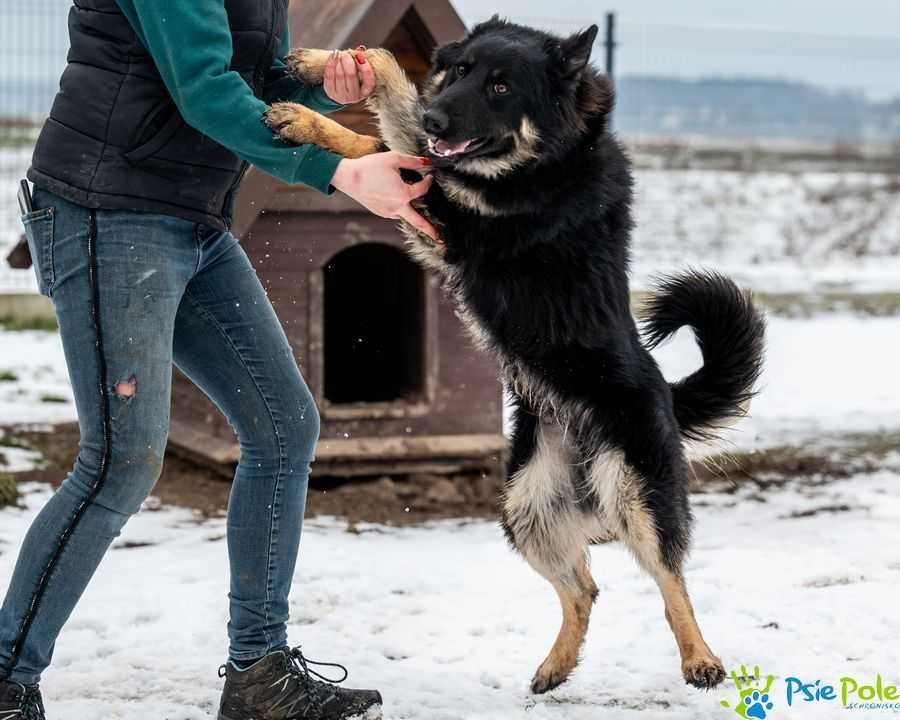 Bardzo miły, przyjazny psiak LIROY ogląda się za domkiem!