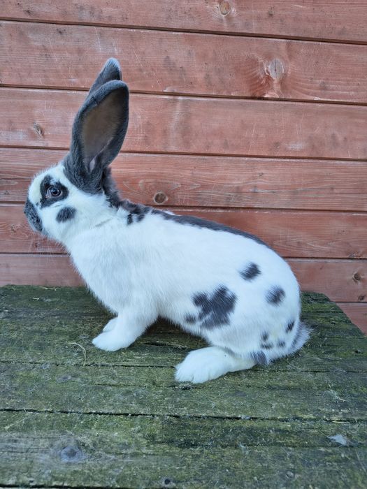 Olbrzym srokacz Niebieskie