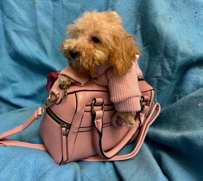 Цуценята мальтіпу