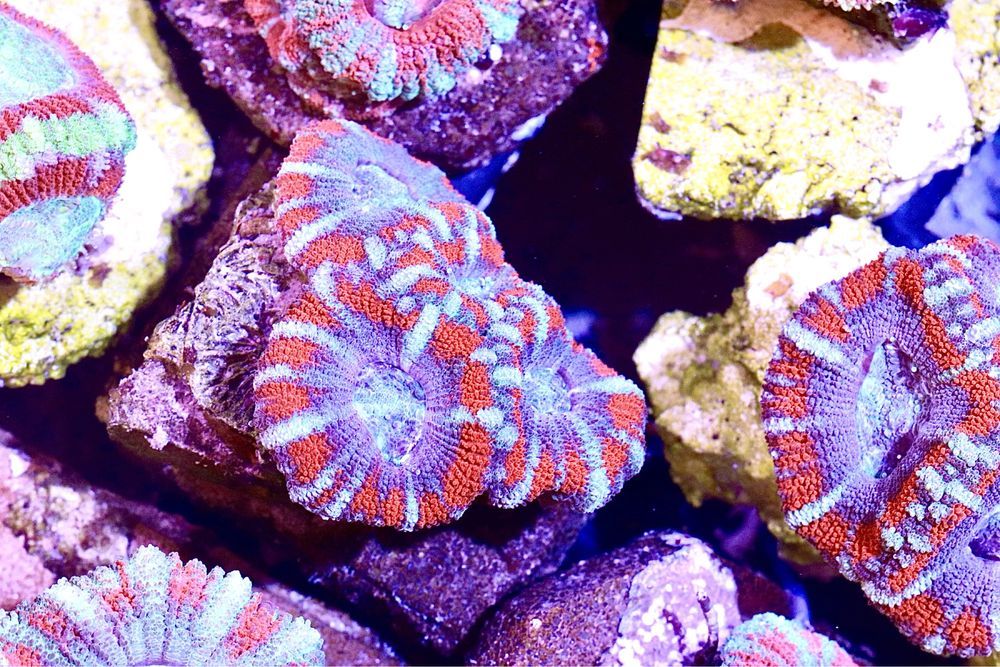 Acanthastrea Acana Akana bicolor FLUOLAMPS WYSYLKI