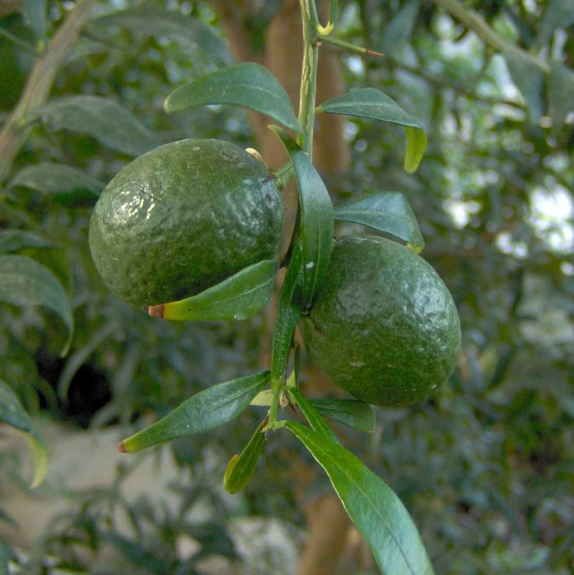 Citrinos Raros Plantas Certificadas