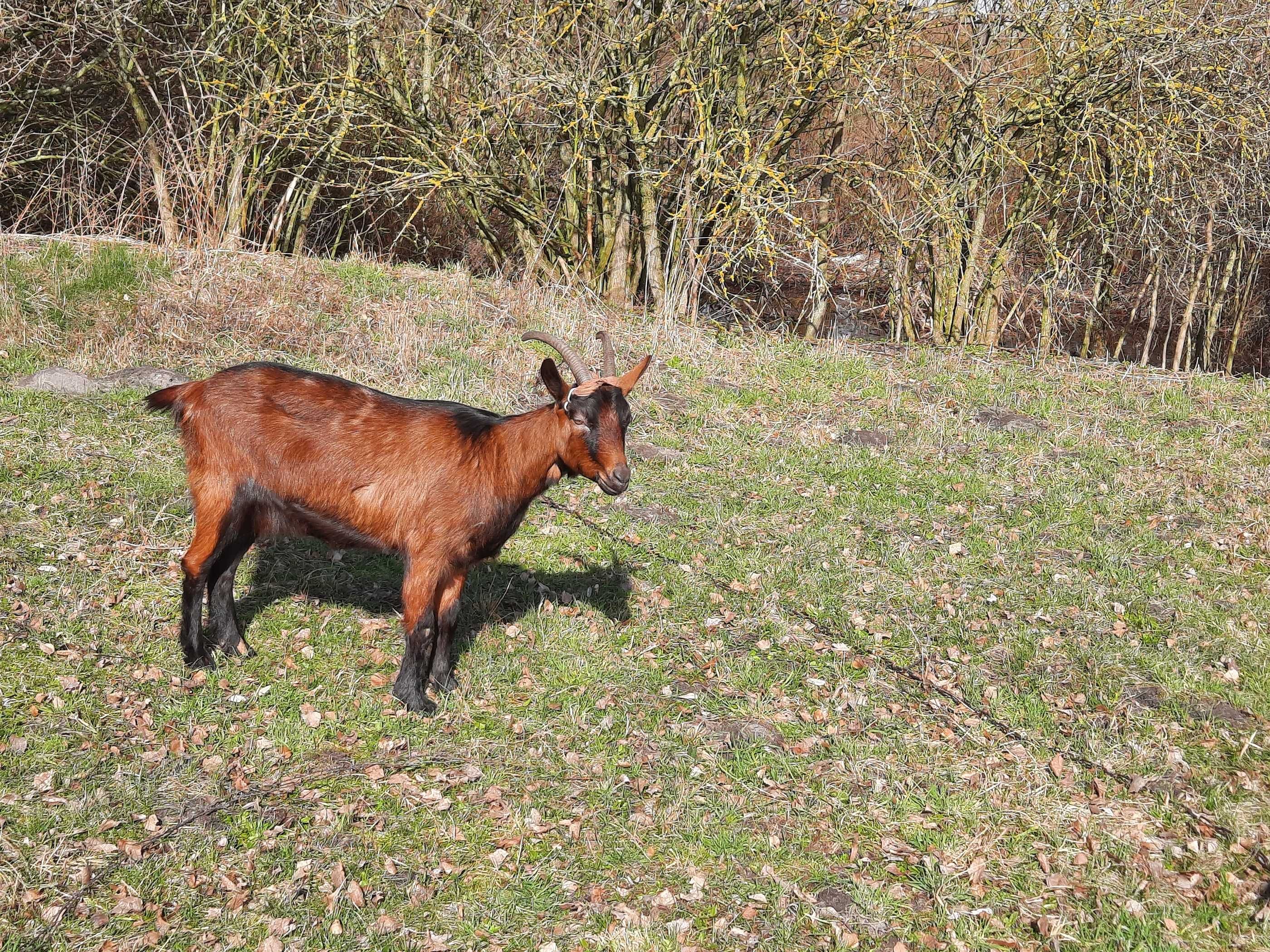 Koza Alpejska sprzedam