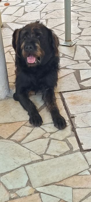 Dá-se  cão,  trcado