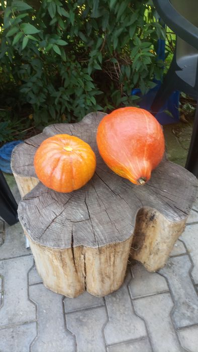 Dynie jadalne hokaido