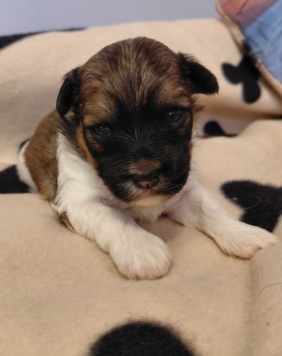 Urocza Hawanka Tricolor CYNTIA :)