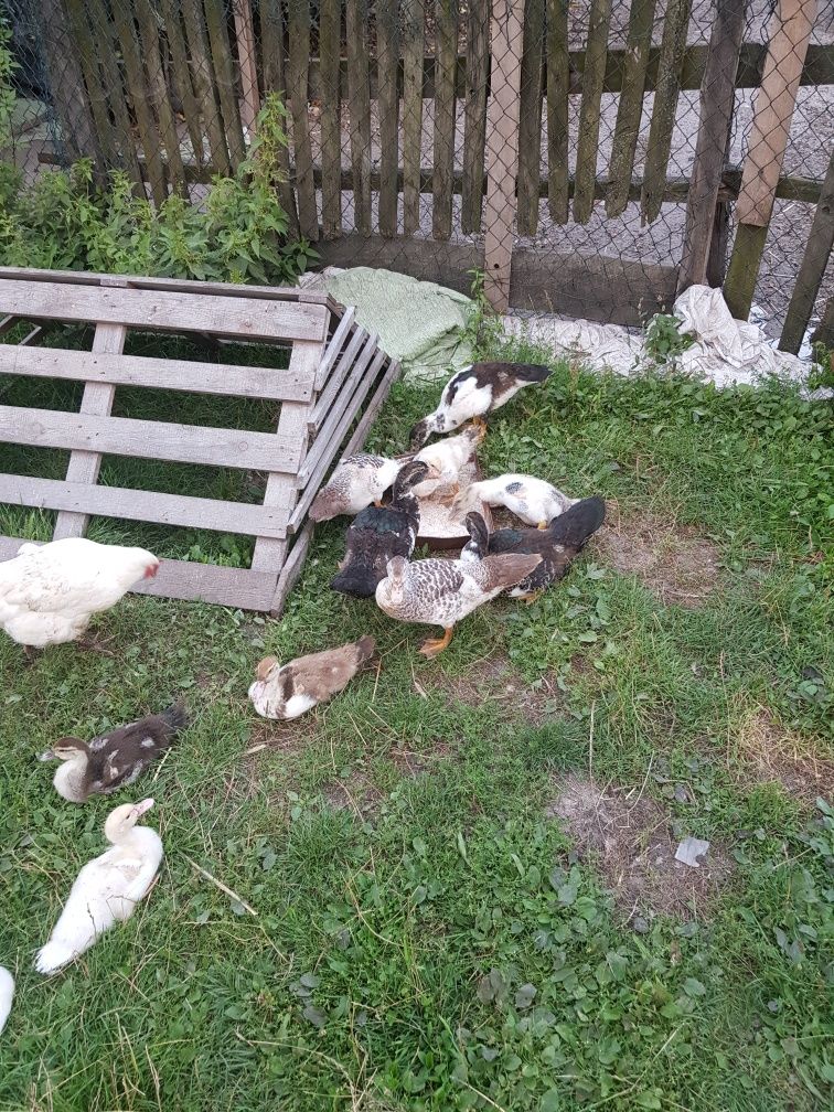 Kaczki francuskie 3 miesięczne