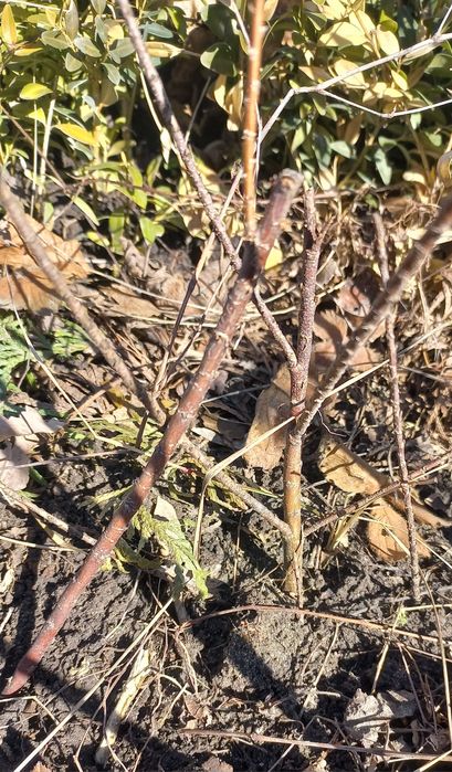 Інжир Київський ранній закрита коренева.. Тамарікс саджанці.