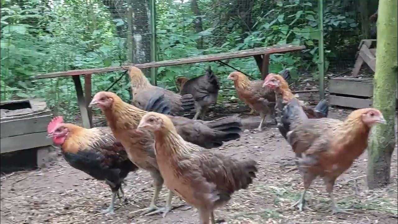 zielononóżka kuropatwiana ZS11