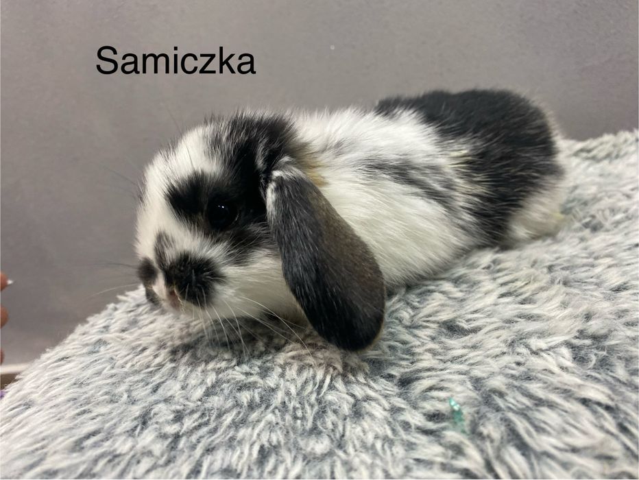 Mini lop króliczek miniaturka krolik