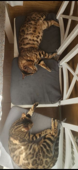 Бенгальські кошенята