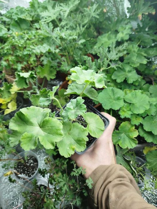 Пеларгонія Та Емануель