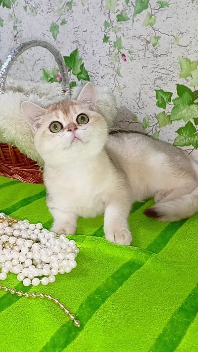 Девочка золотая шиншилла. Шотландская прямоухая