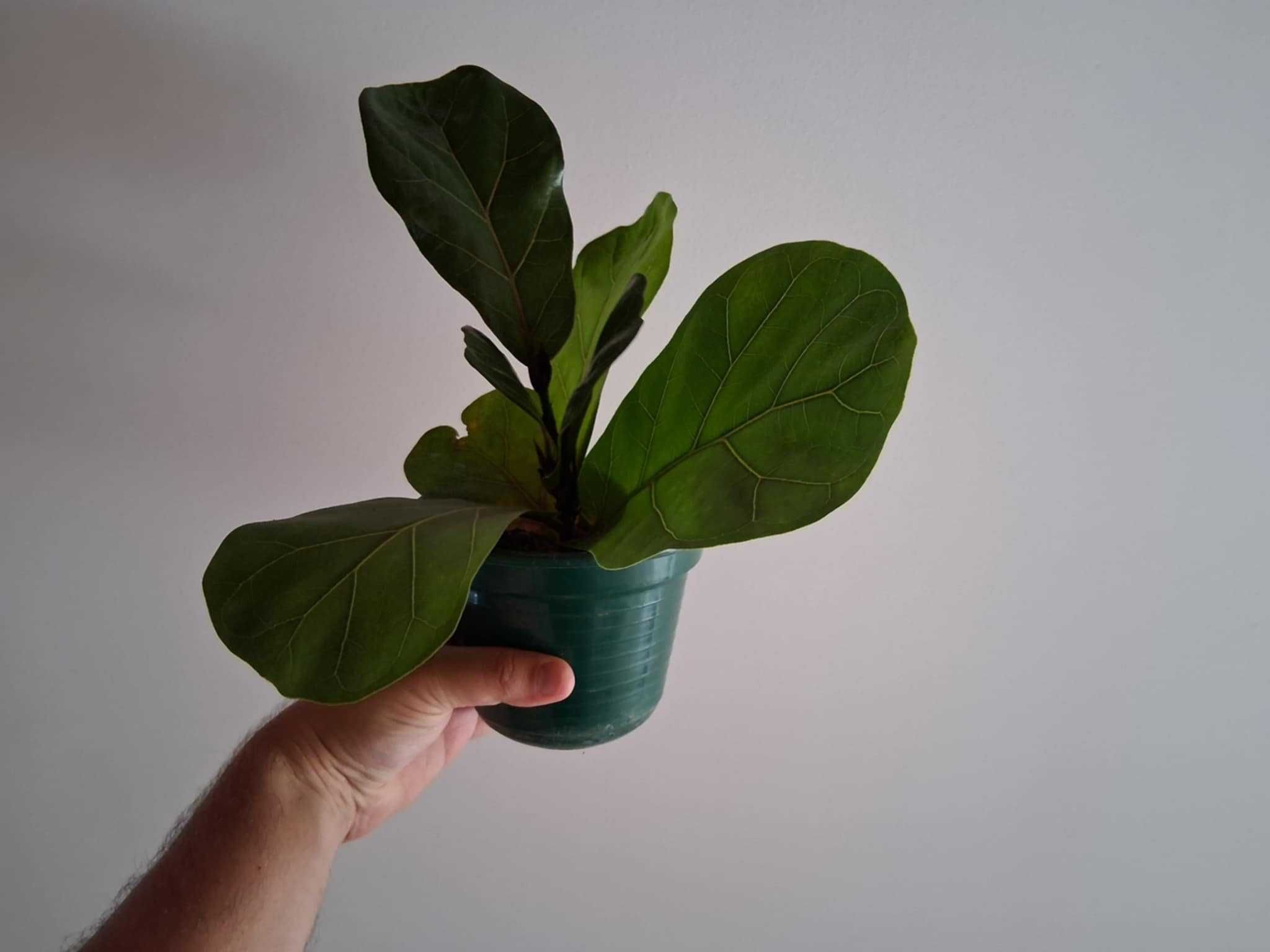 Ficus lyrata bambino