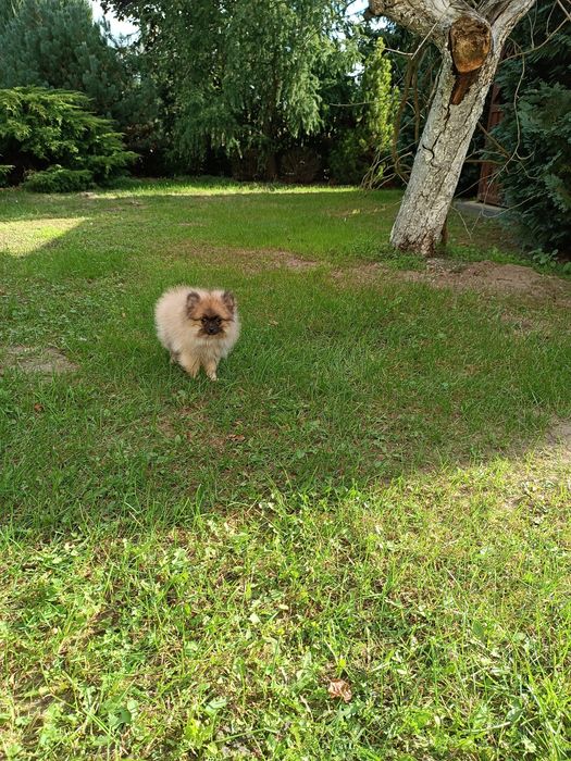 Szczeniak Szpic Pomeranian miniaturowy (chłopak)