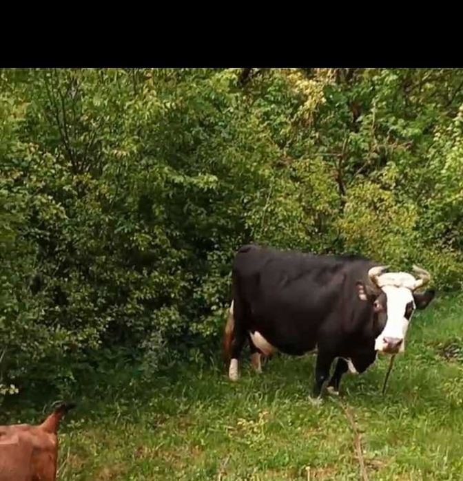 Продам корову.смачнемолочко.