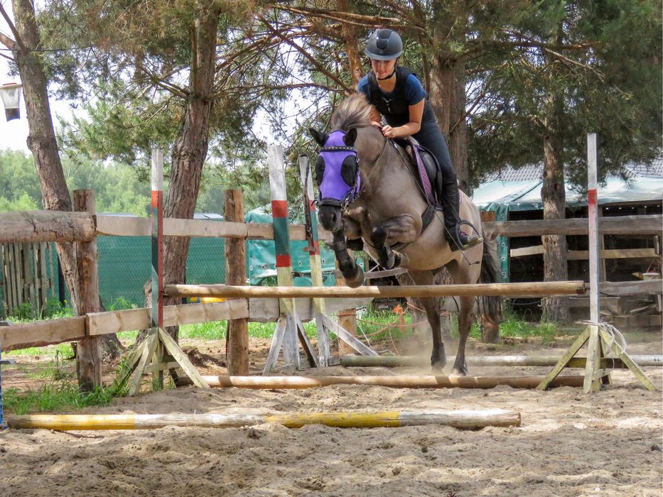 Klacz konik polski do ambitnej rekreacji lub małego sportu