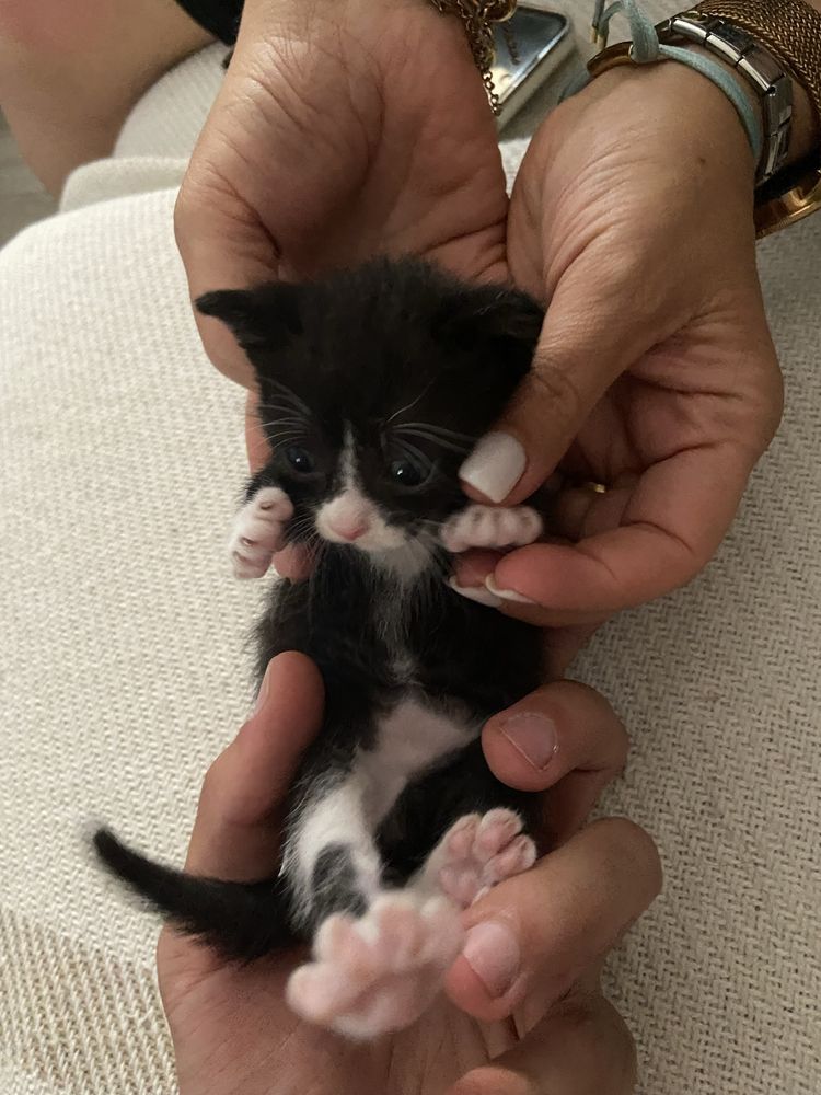 Gatinhos para adocao