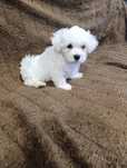 Bichon maltês macho