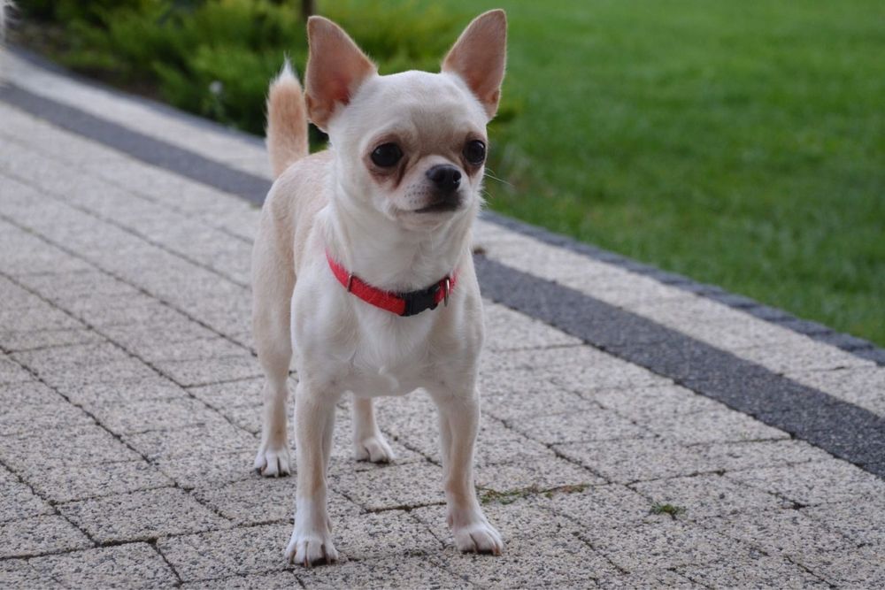 Chihuahua Zkwp FCI suczka szczenie biale kremowe