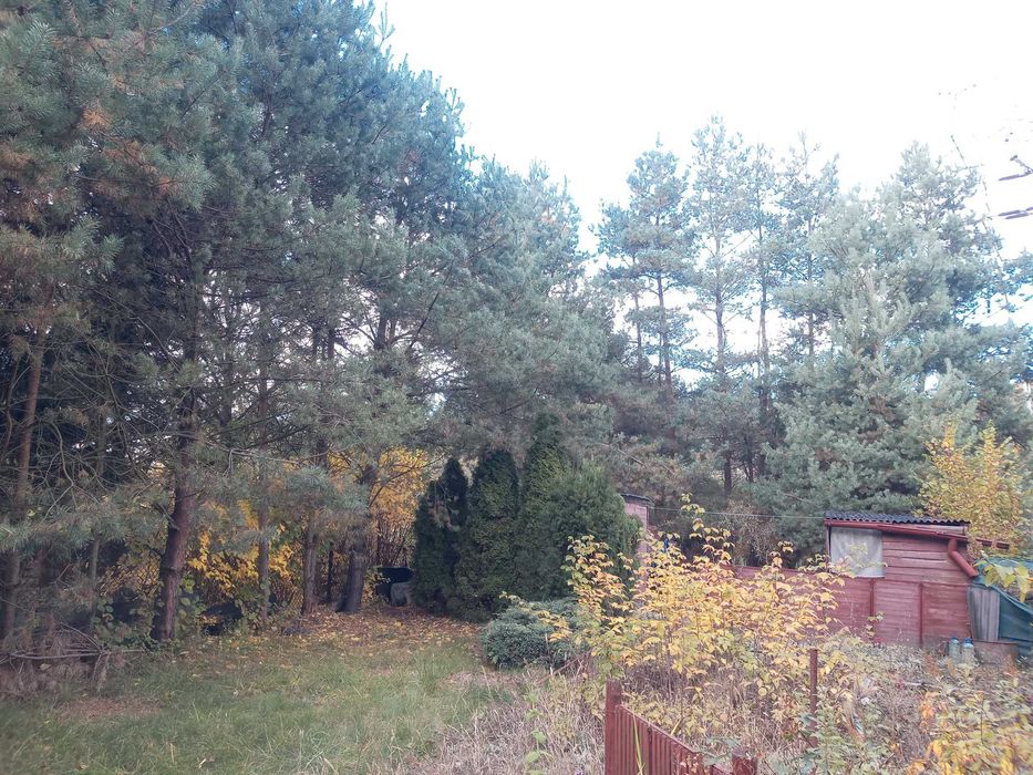 Ogródek działkowy ROD Grodziec