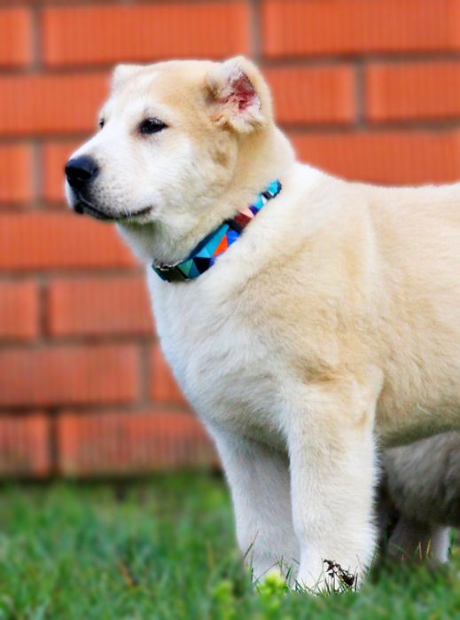 Дівчинка - вовкодав.  Таяна.