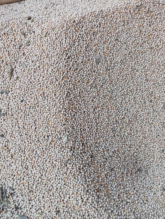 Groch batutą zbiór 2025