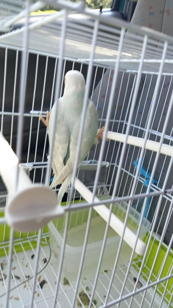 Riny neck deste ano