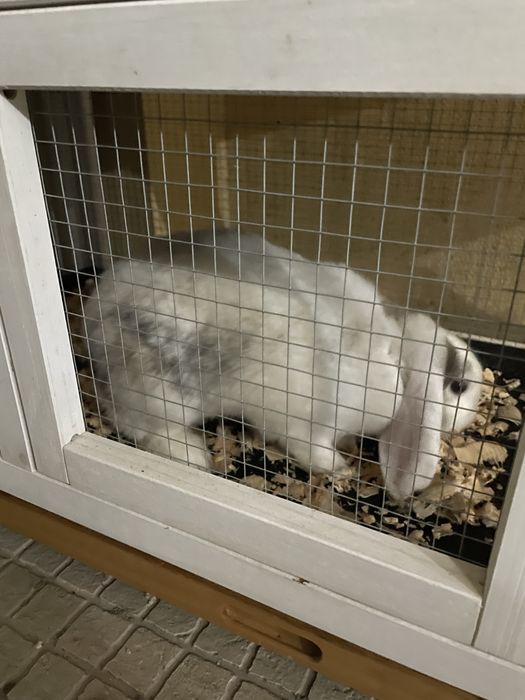 Coelha anã orelhuda com 1 ano e gaiola