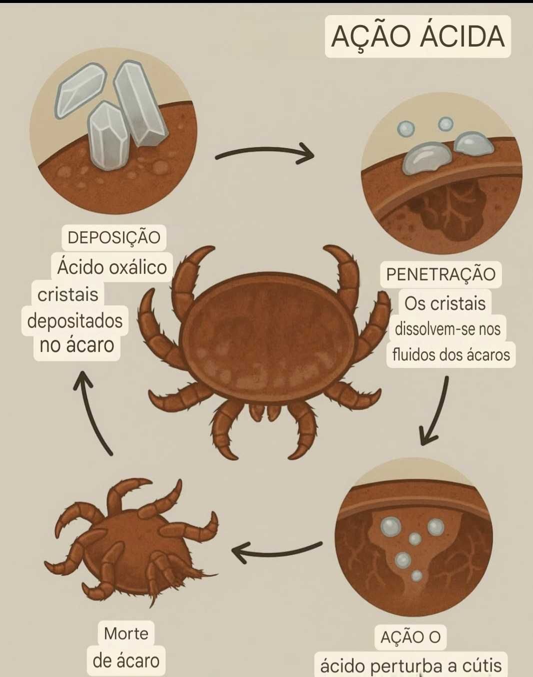 Tiras com glicerina e ácido oxálico para tratamento da Varroa