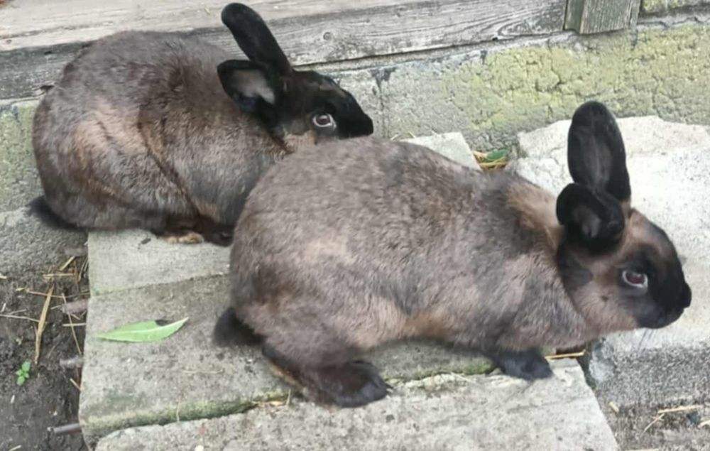 Królik kuna samiczki