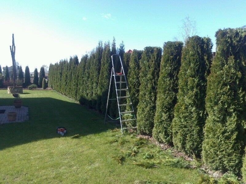 Usługi ogrodnicze prace porządkowe