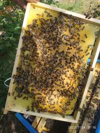 Odkłady pszczele, pszczoły