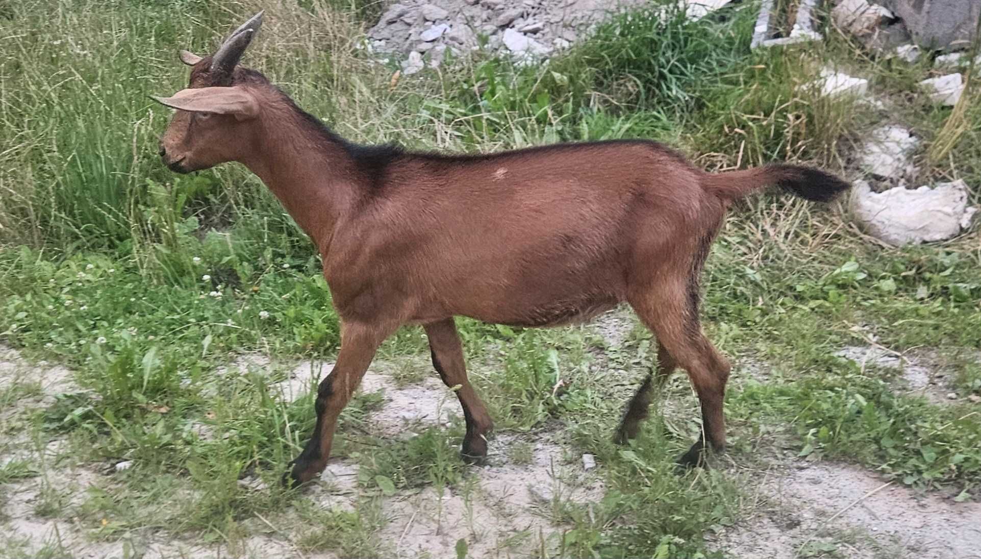 Kozy! Koziołki! Młode